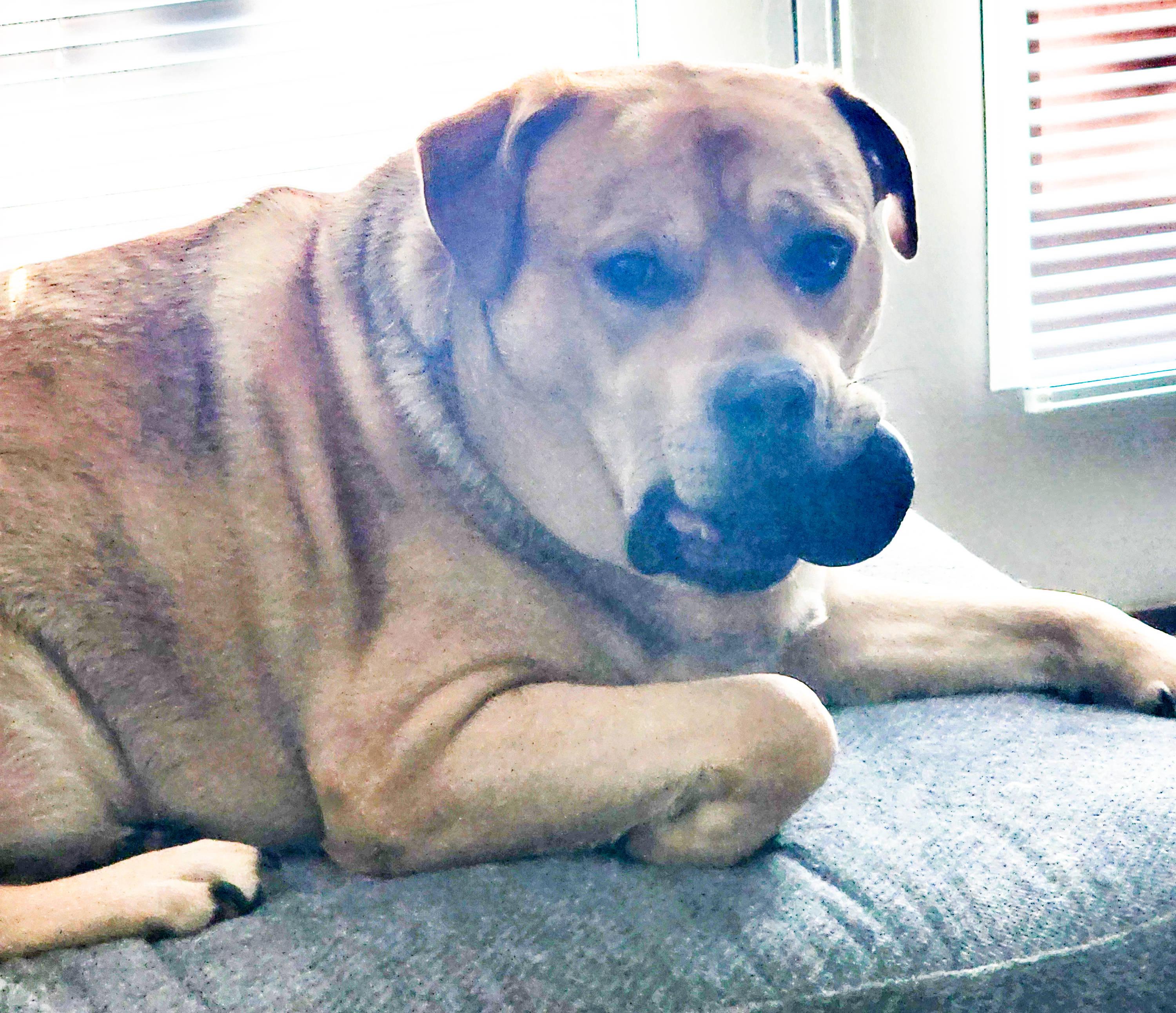 Joji, a ADOPTABLE mixed breed in Radford, VA image 3/5