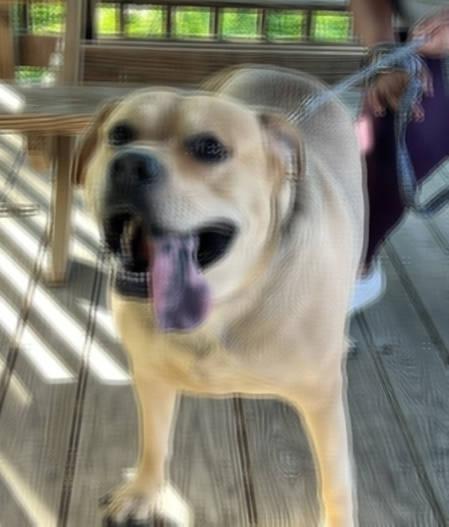 Joji, a ADOPTABLE mixed breed in Radford, VA image 5/5
