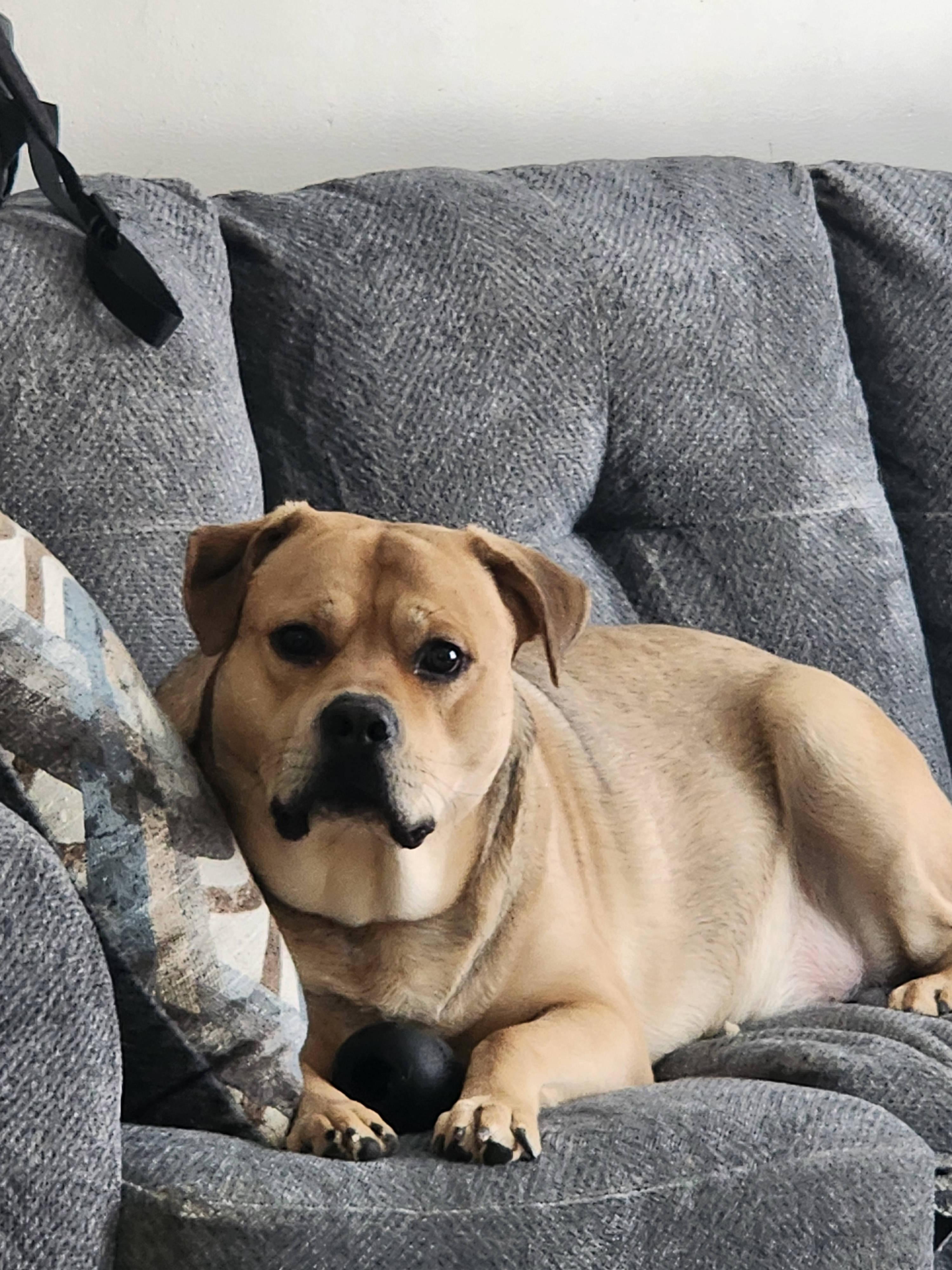 Joji, a ADOPTABLE mixed breed in Radford, VA image 2/5