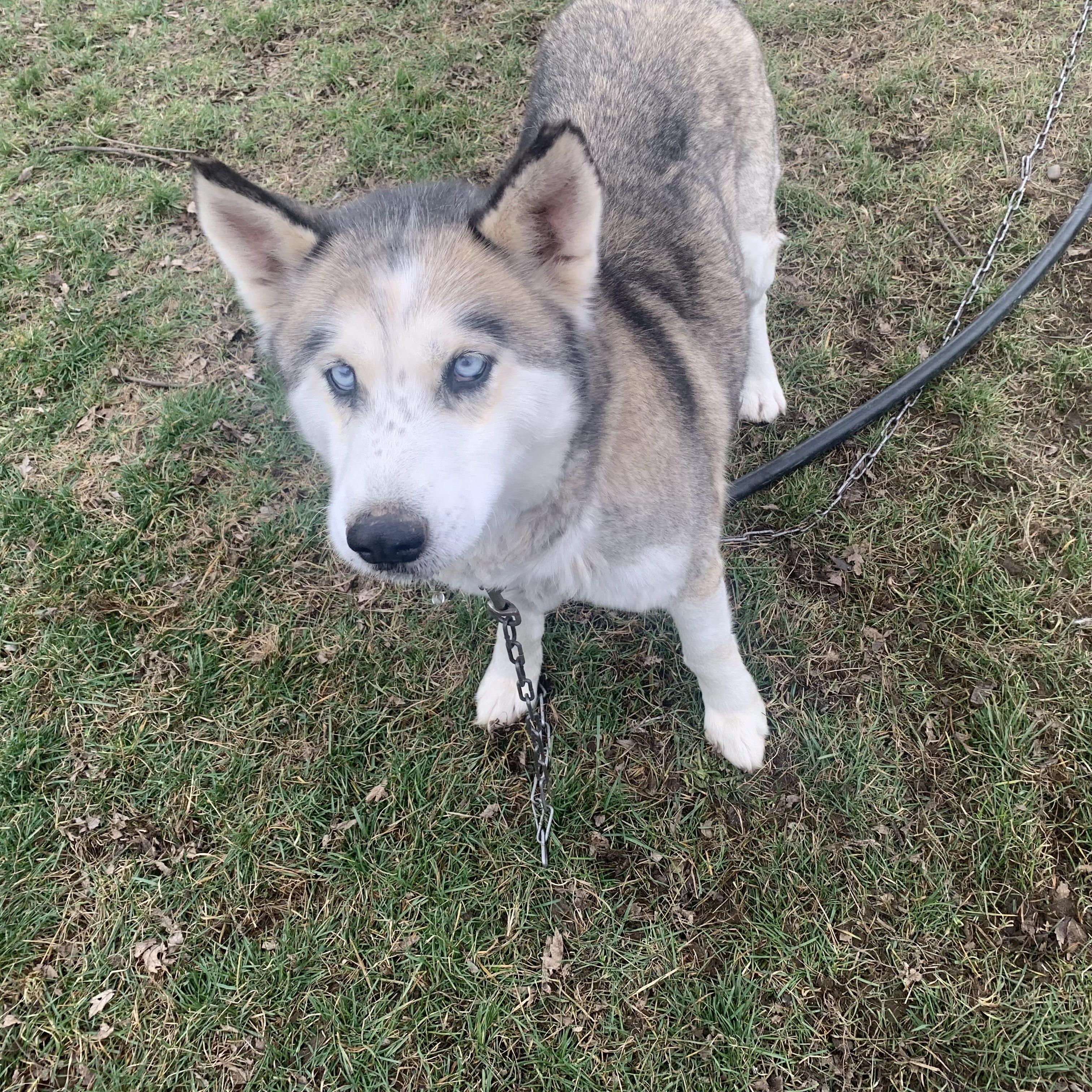 Nana- Sweet, Gentle Girl- Hospice Foster Needed ASAP, a ADOPTABLE mixed breed in Seattle, WA image 3/4