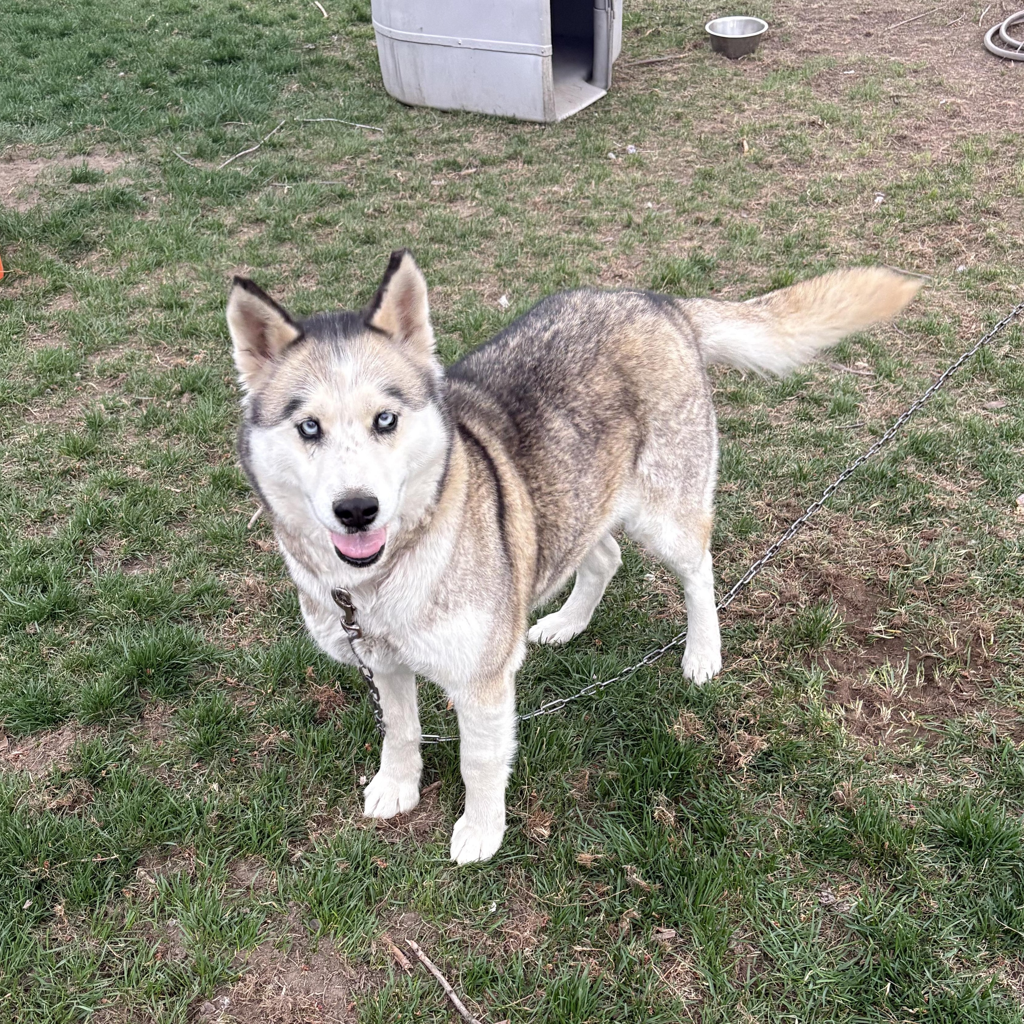 Nana- Sweet, Gentle Girl- Hospice Foster Needed ASAP, ADOPTABLE, Adult Female Siberian Husky.