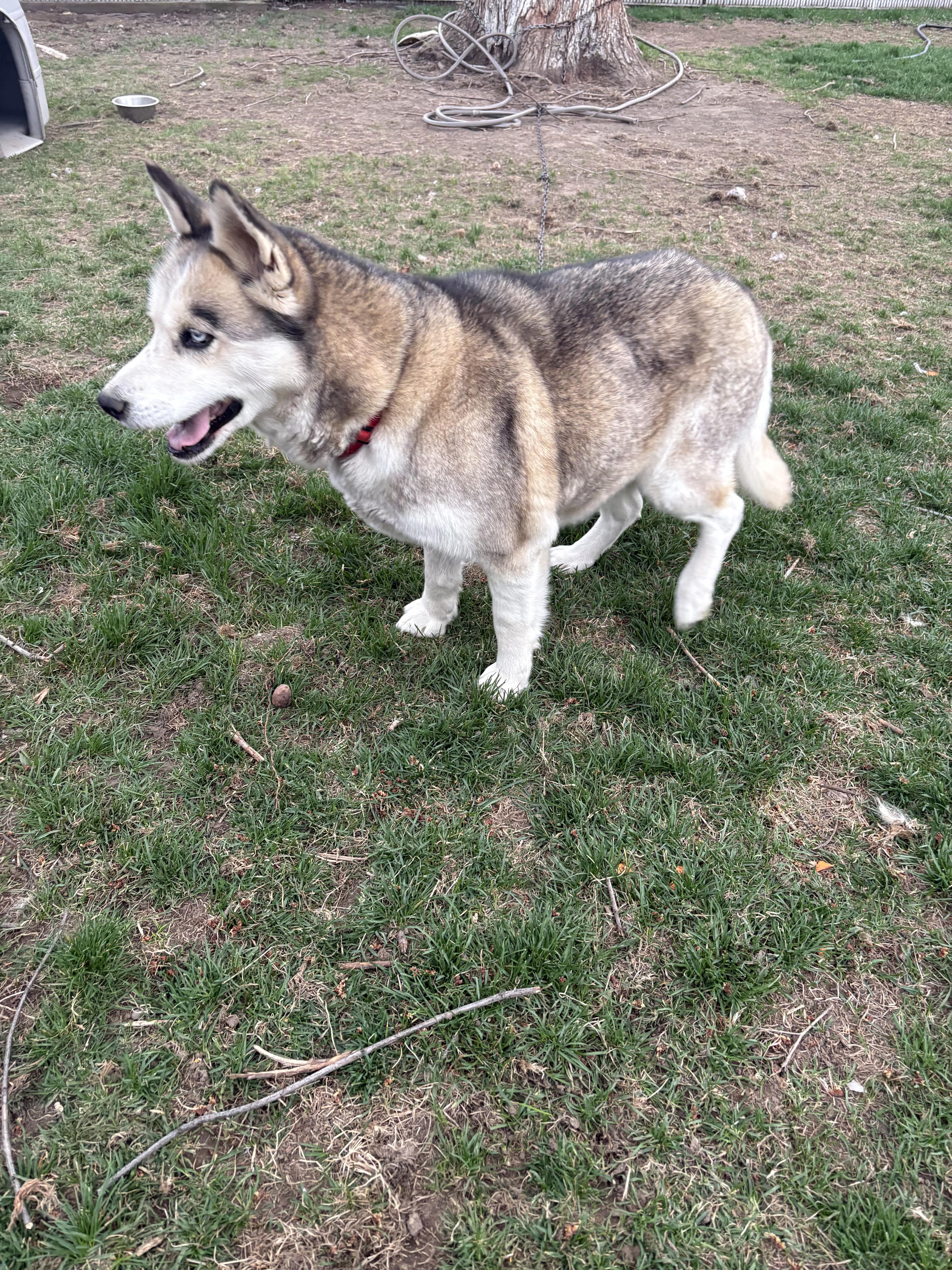 Nana- Sweet, Gentle Girl- Hospice Foster Needed ASAP, a ADOPTABLE mixed breed in Seattle, WA image 4/4