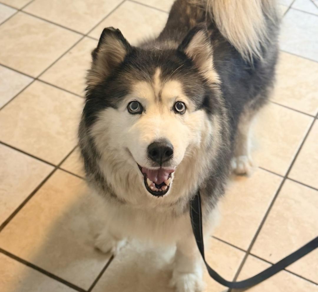 LILY, Adoptable, Adult Female Alaskan Malamute.