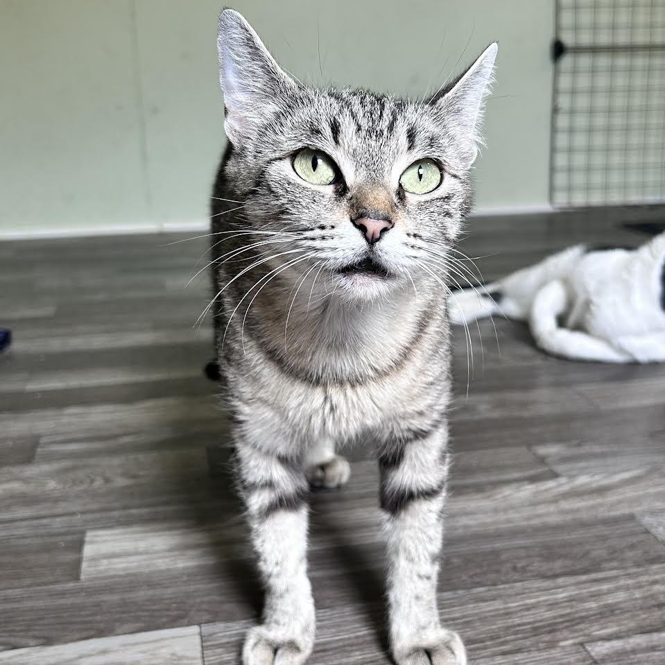 Enlarge Catniss, a Adoptable Domestic Short Hair in Newborn, GA image 1/1