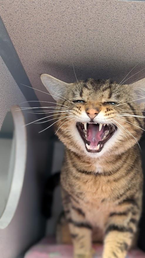 Harry, a ADOPTABLE Domestic Short Hair in Coquitlam, BC image 3/3