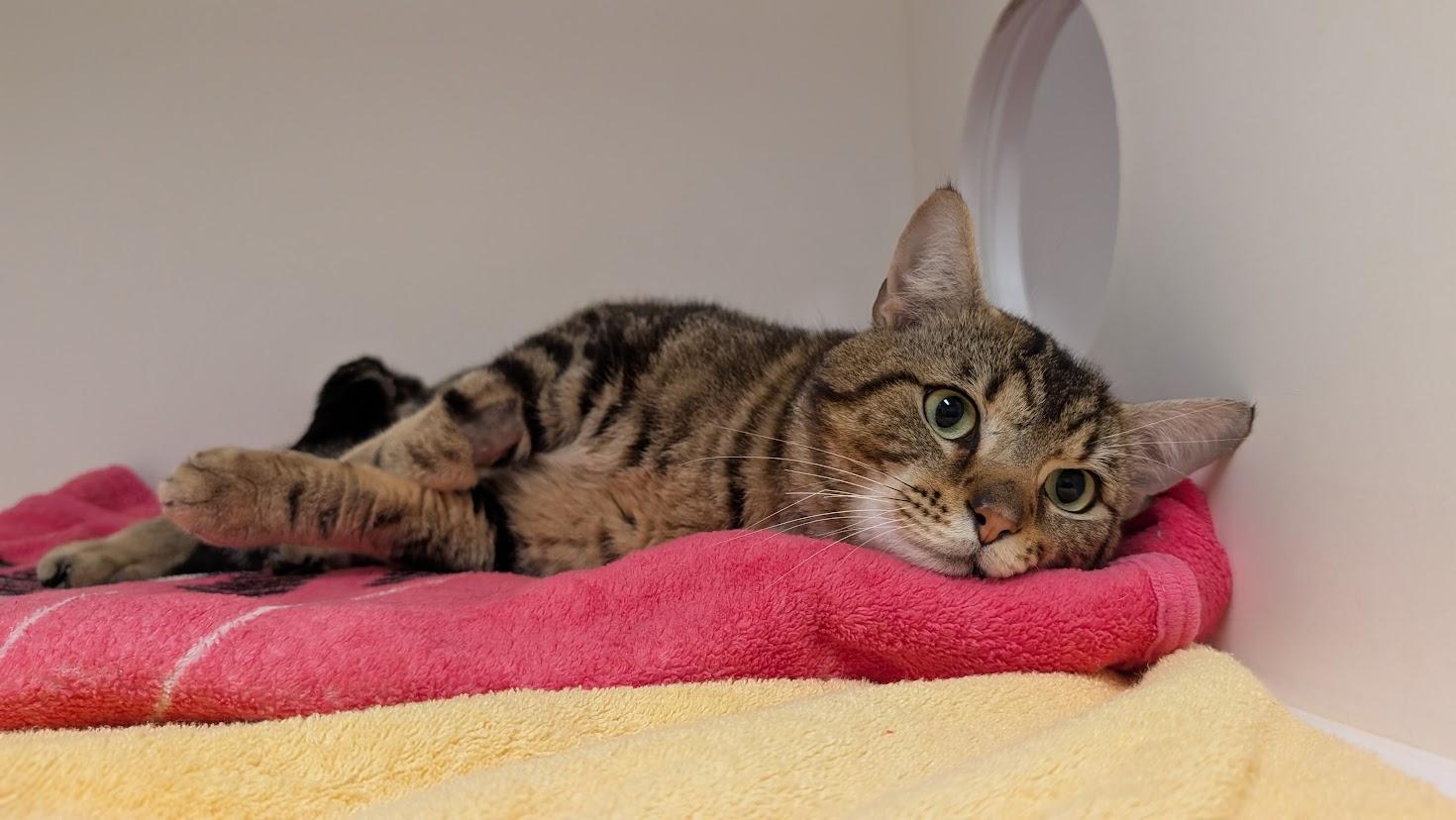 Harry, a ADOPTABLE Domestic Short Hair in Coquitlam, BC image 1/3