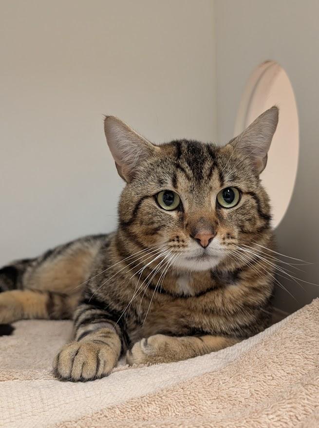 Harry, a ADOPTABLE Domestic Short Hair in Coquitlam, BC image 2/3