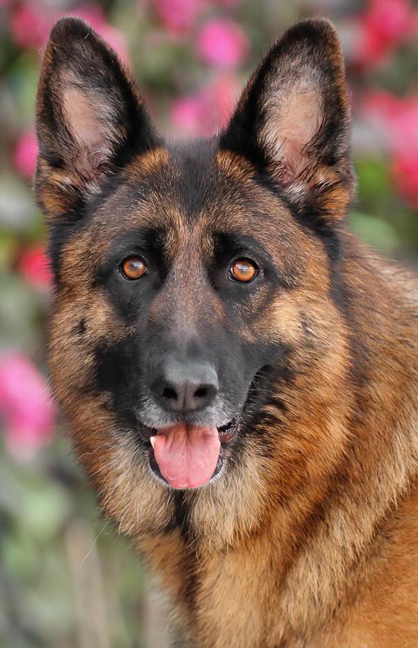 Paloma von Prezelle", a Adoptable German Shepherd Dog in Seattle, WA image 1/6