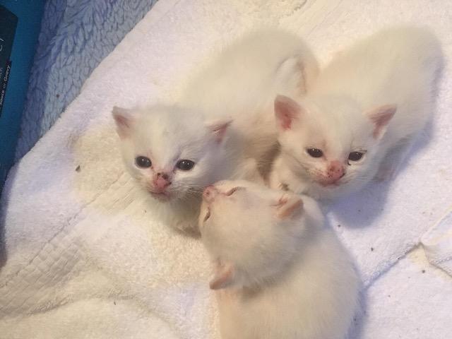 Caspien, Adopted, Adult Male Domestic Short Hair.