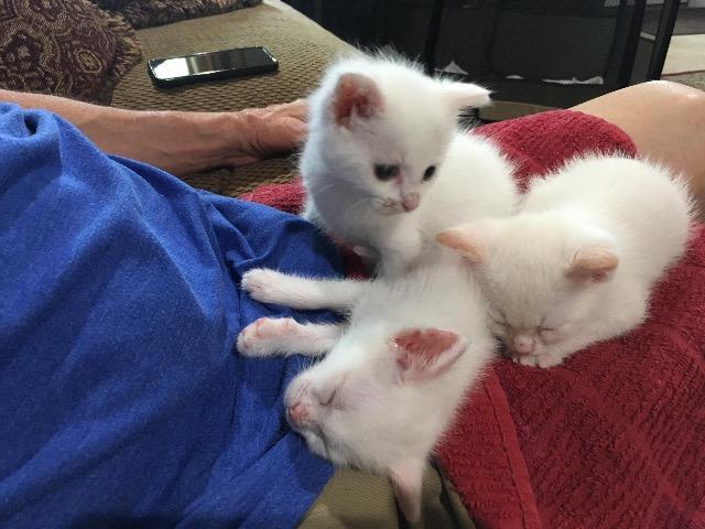 Enlarge Caspien, a Adopted mixed breed in Hoover , AL image 2/3