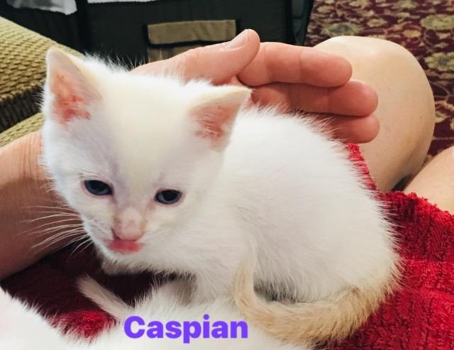 Enlarge Caspien, a Adopted mixed breed in Hoover , AL image 3/3