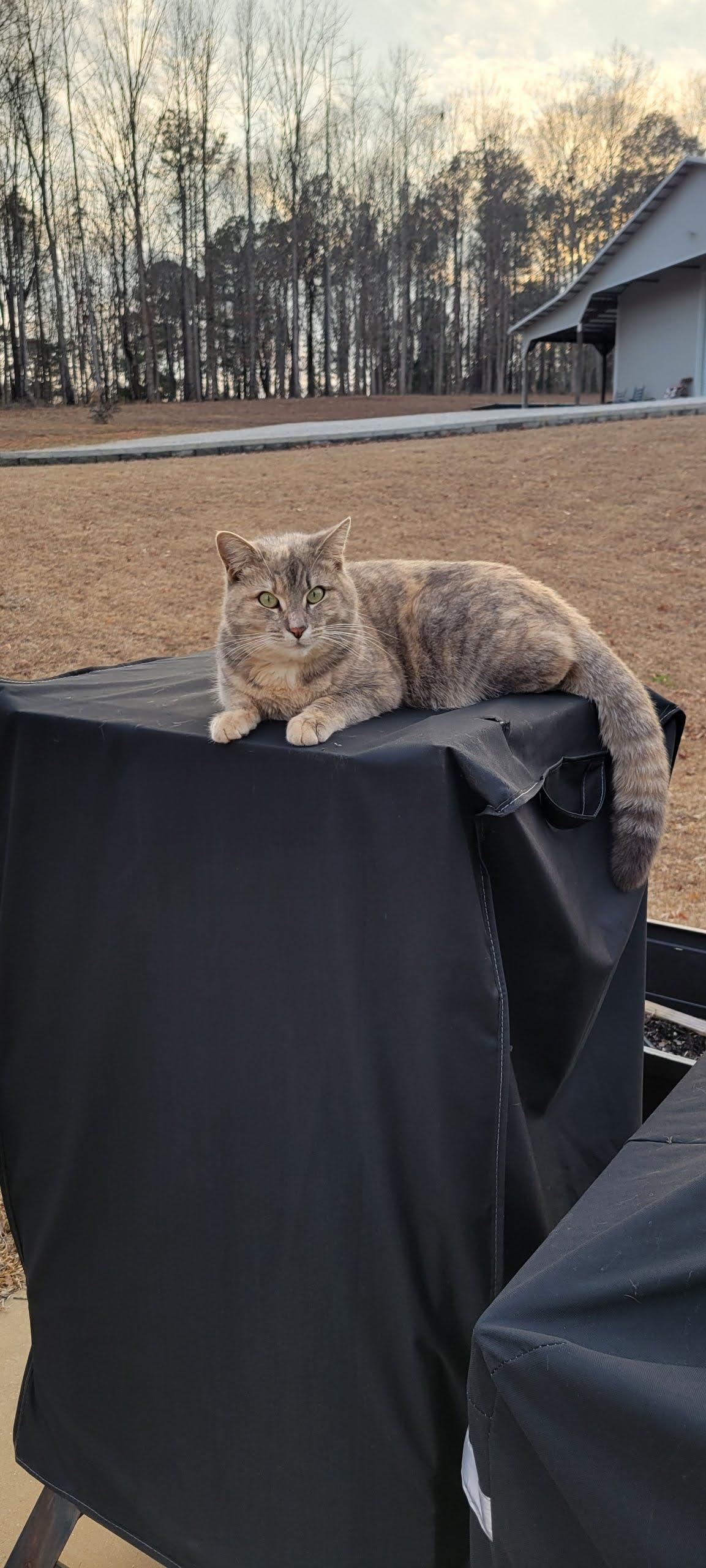 Enlarge Ellie, a Adoptable American Shorthair in Roanoke, AL image 1/1