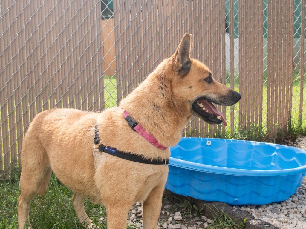 Paula, Adoptable, Adult Female Husky & Mixed Breed.