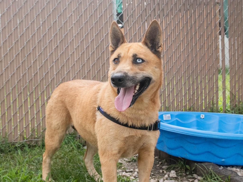 Enlarge Paula, a Adoptable mixed breed in Lansing, KS image 2/3