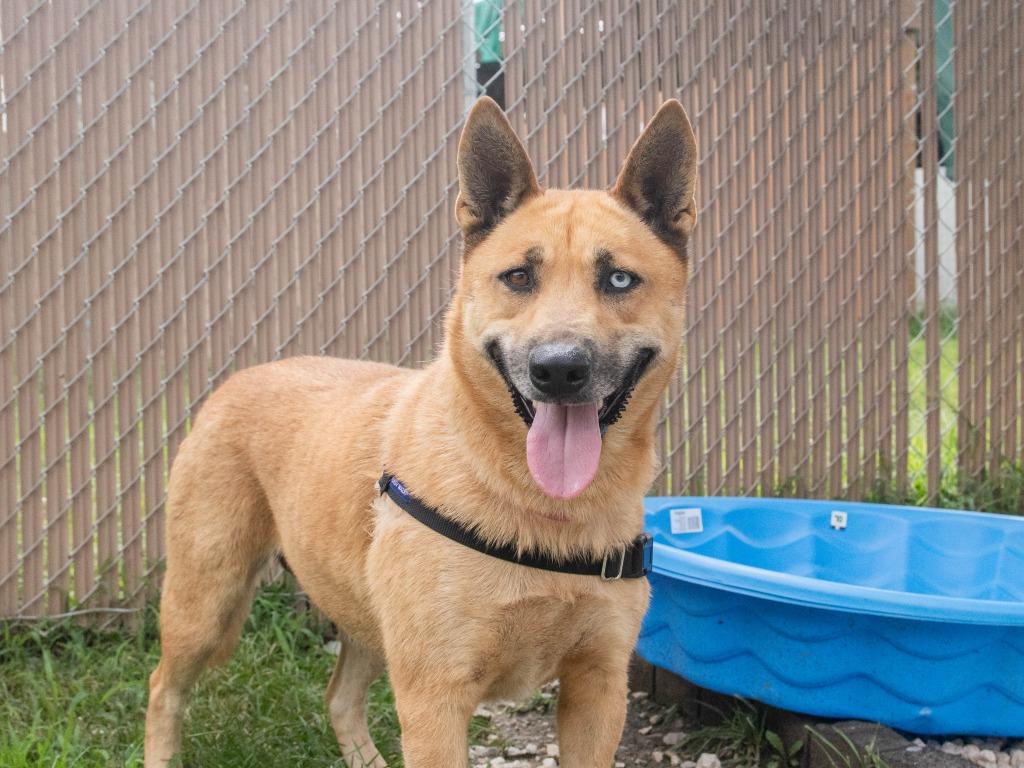Enlarge Paula, a Adoptable mixed breed in Lansing, KS image 3/3