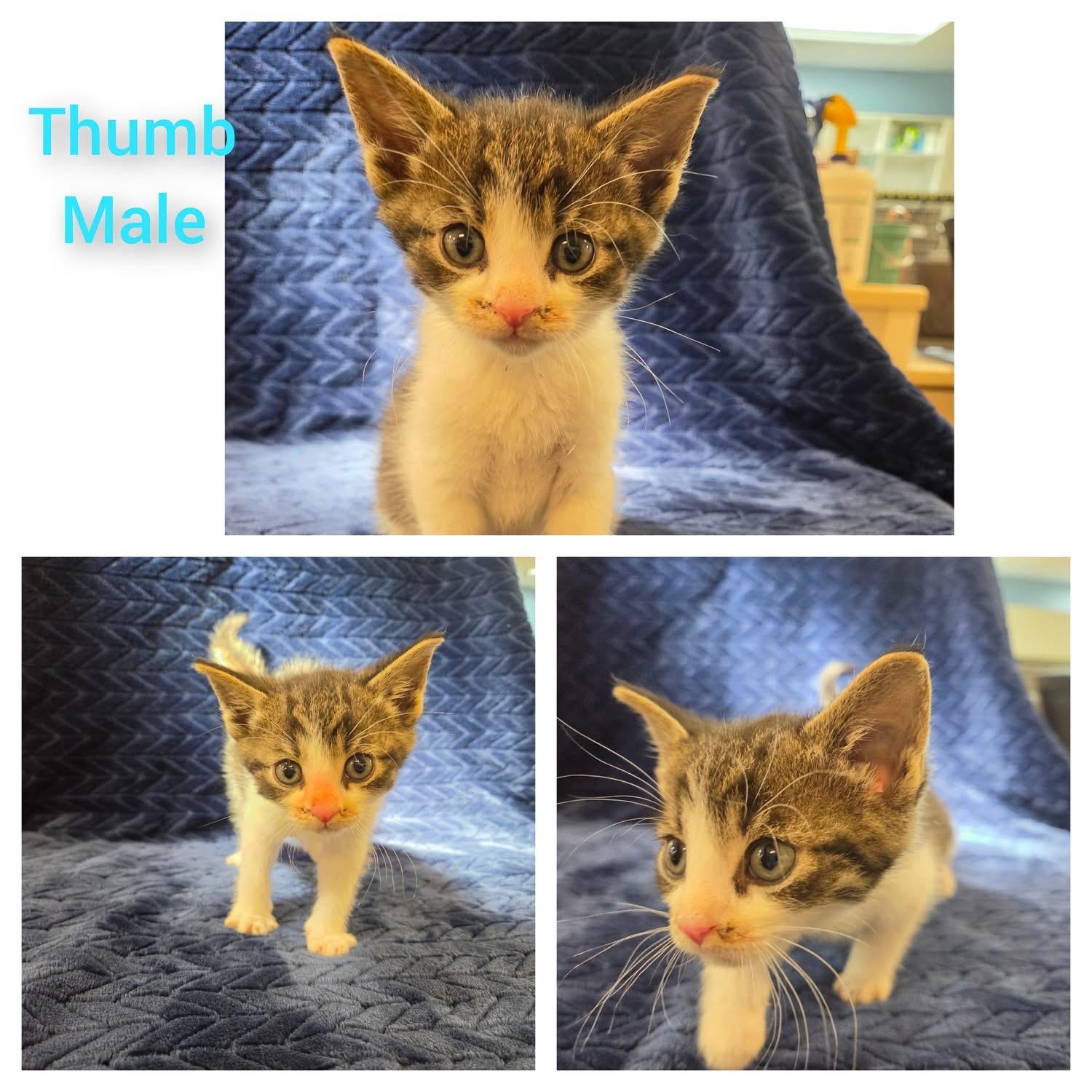Thumb, adopted, Kitten Male Domestic Short Hair.