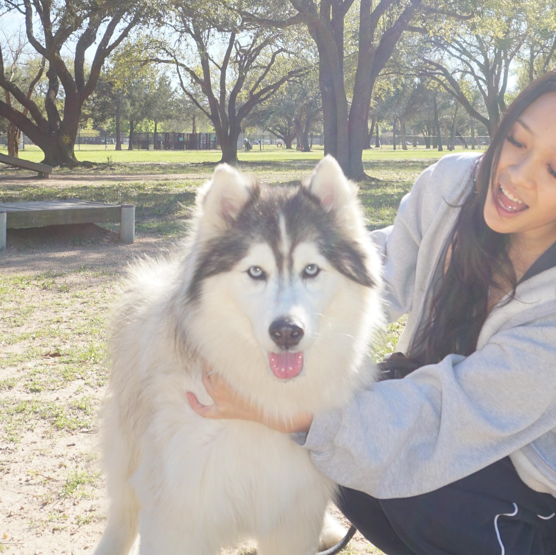 Lucy Liu, Adoptable, Adult Female Siberian Husky.