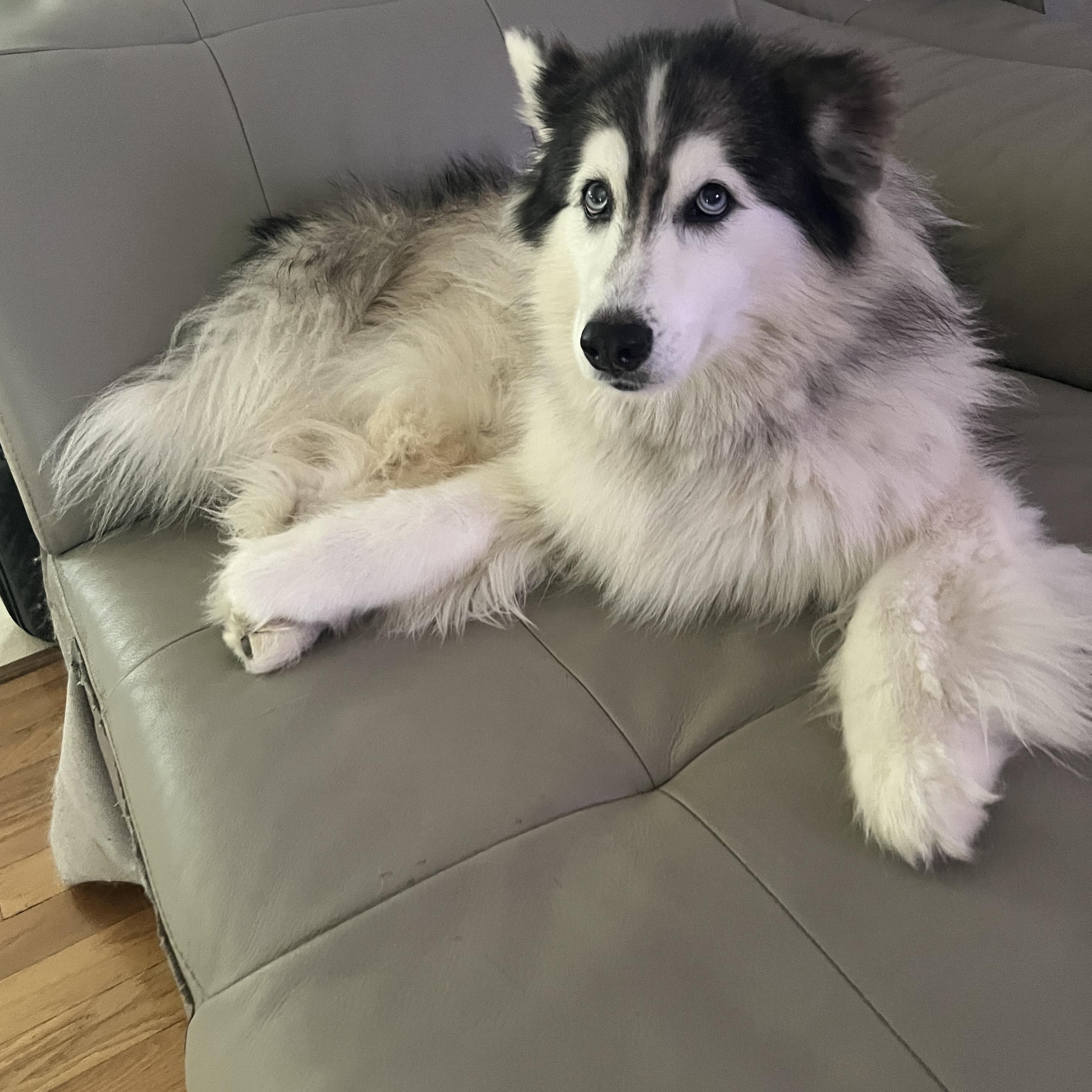 Enlarge Lucy Liu, a Adoptable mixed breed in Winnetka, IL image 2/6