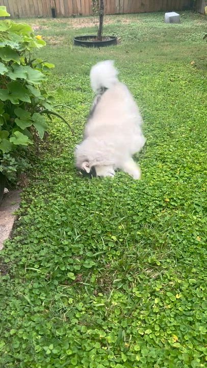 Enlarge Lucy Liu, a Adoptable mixed breed in Winnetka, IL video 4/6