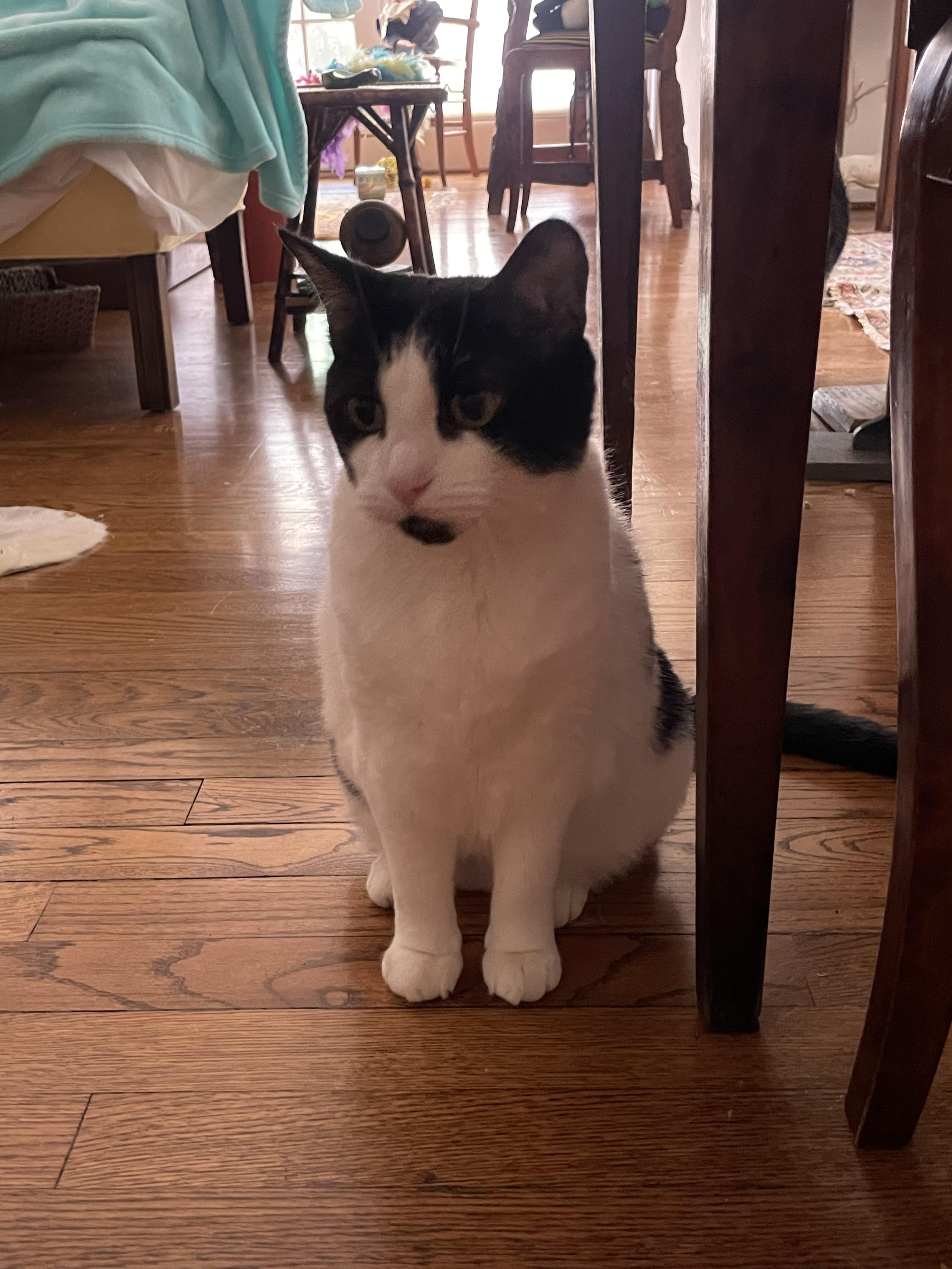 Oreo, a Adoptable Domestic Short Hair in Houston, TX image 1/2