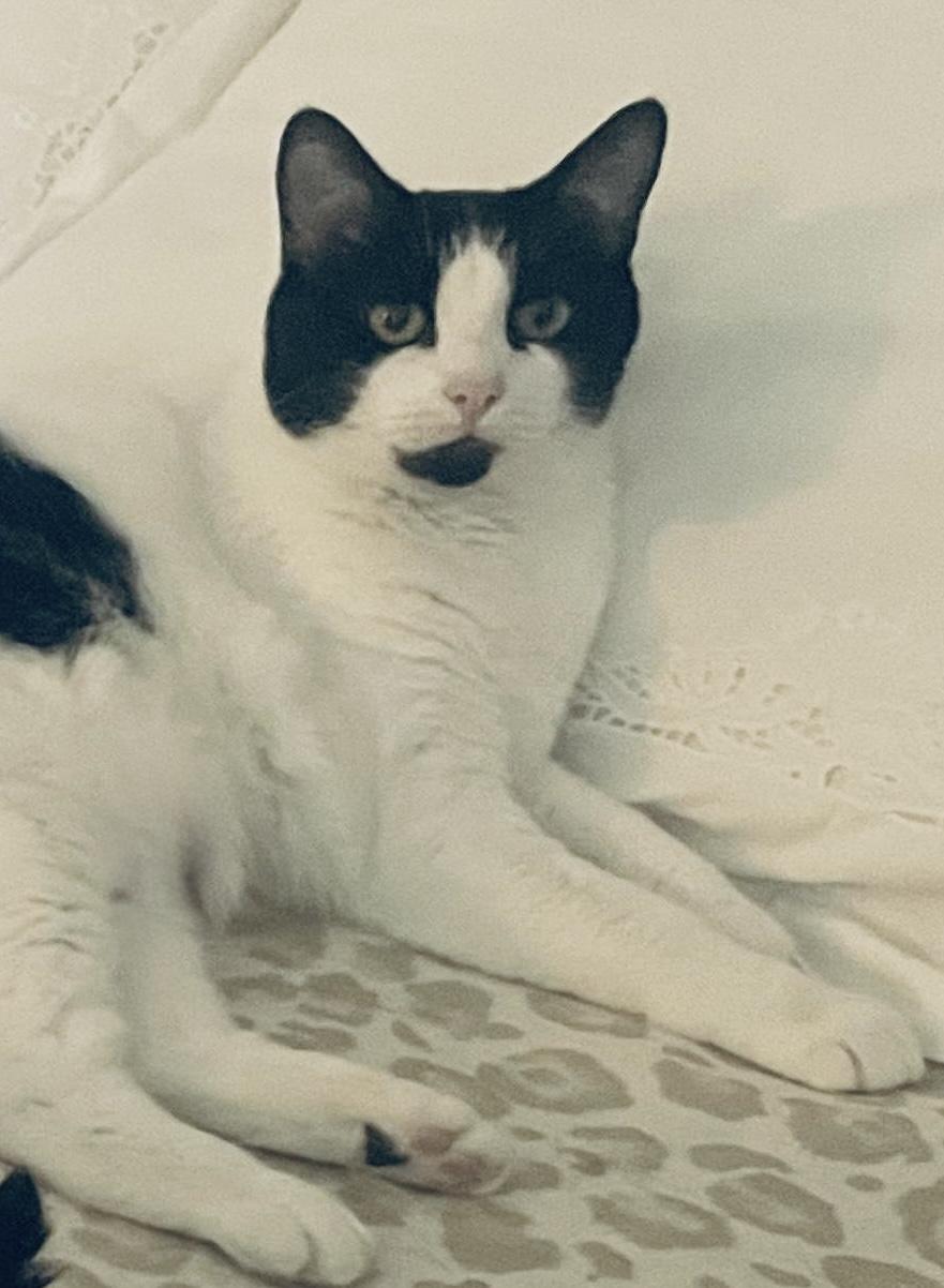 Oreo, Adoptable, Adult Female Domestic Short Hair.