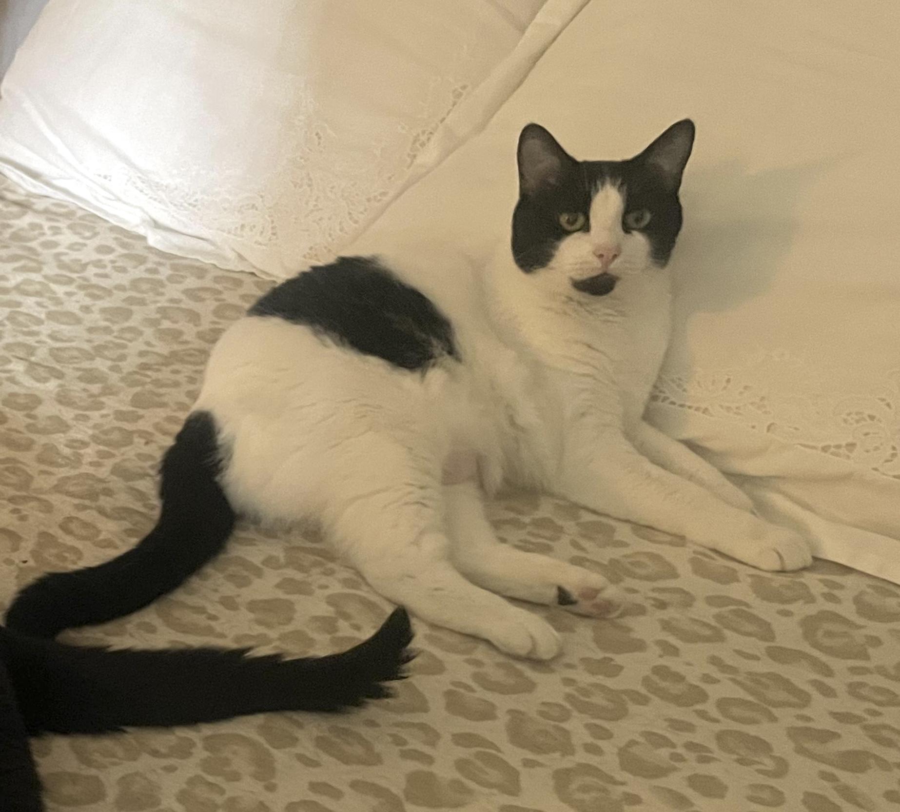 Enlarge Oreo, a Adoptable Domestic Short Hair in Houston, TX image 1/4