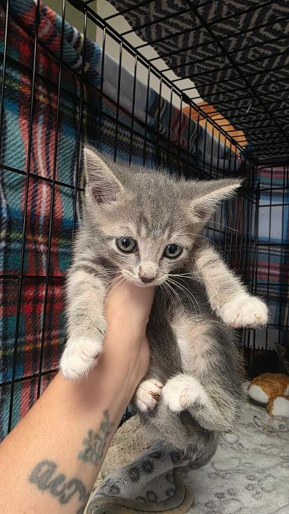 Wasabi, Adoptable, Kitten Male Domestic Short Hair & Domestic Short Hair.