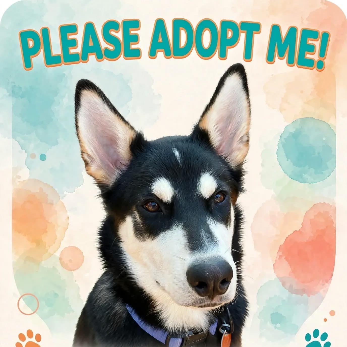 Enlarge Jasper, a Adopted mixed breed in High Point, NC image 2/6