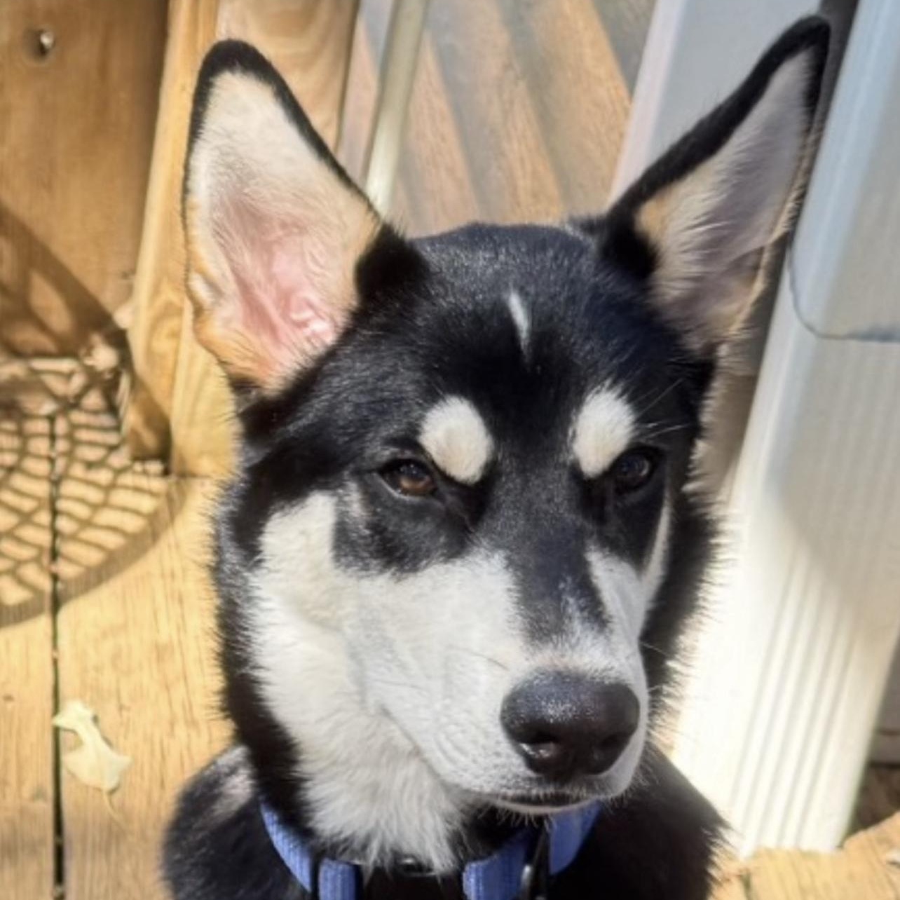 Enlarge Jasper, a Adopted mixed breed in High Point, NC image 5/6