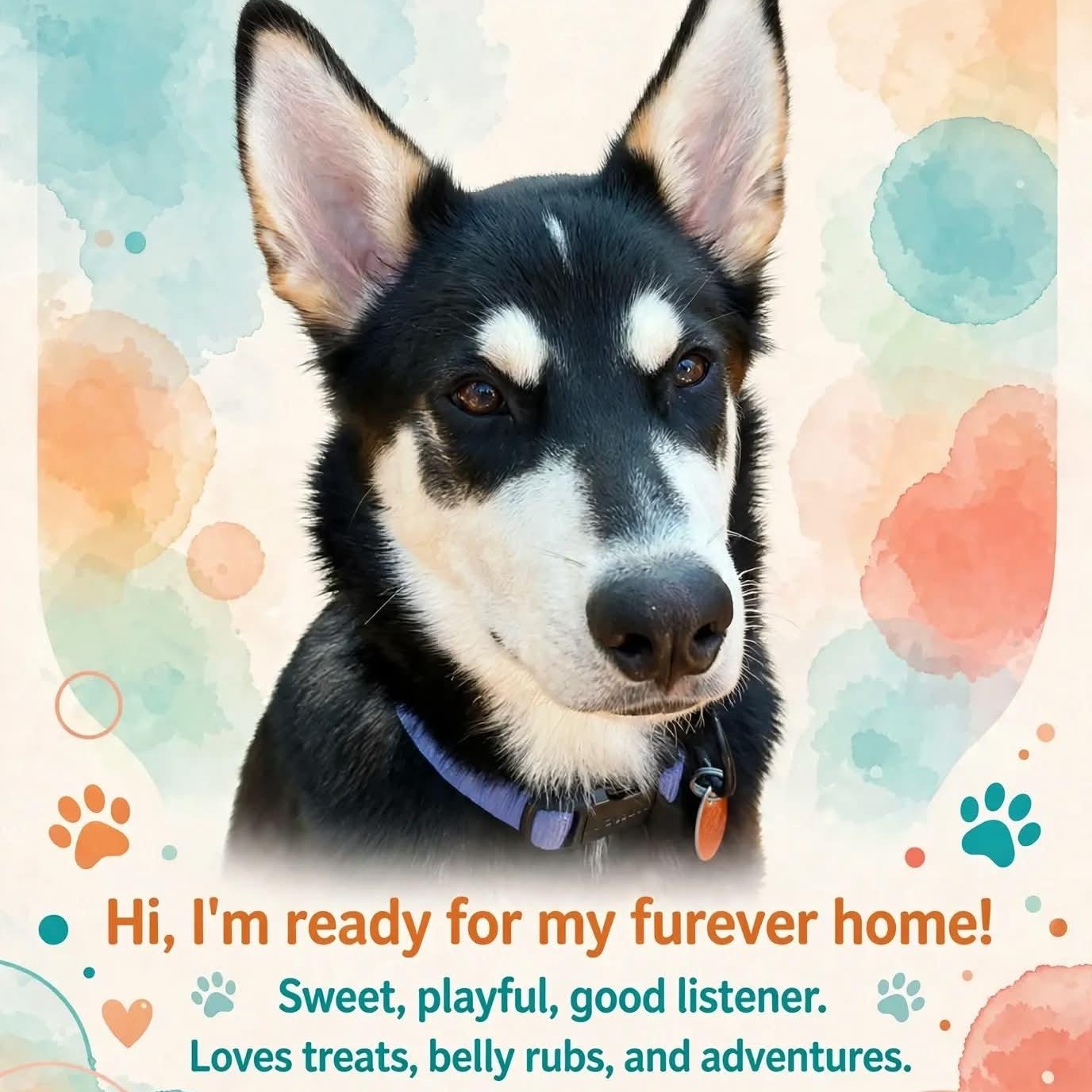 Jasper, Adopted, Puppy Male Husky & German Shepherd Dog.