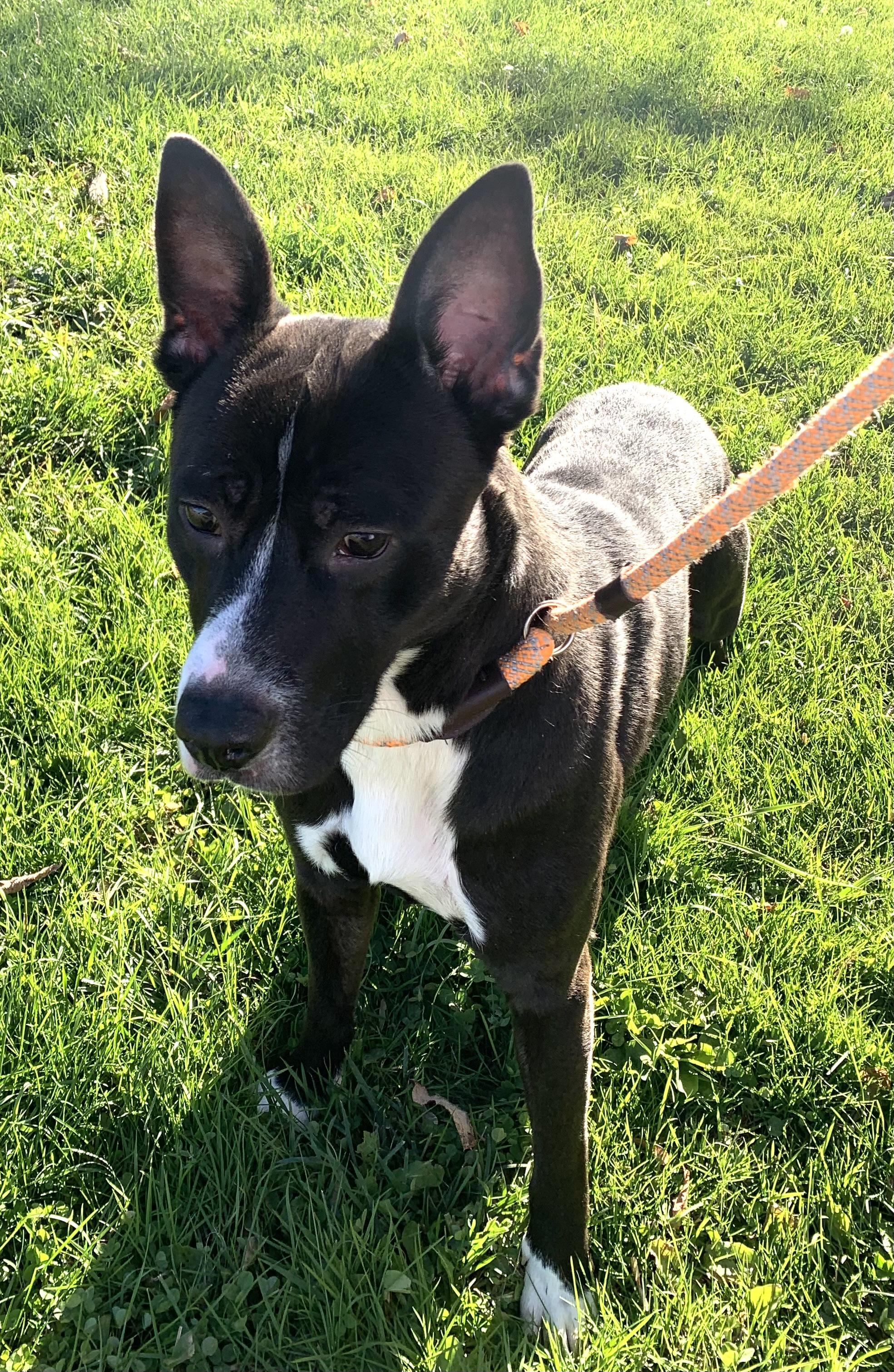 Enlarge Buddy, a Adoptable mixed breed in Massena, NY image 1/1