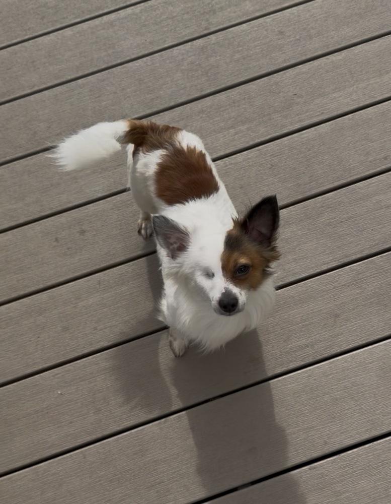 Diego, Adoptable, Young Male Chihuahua & Dachshund.