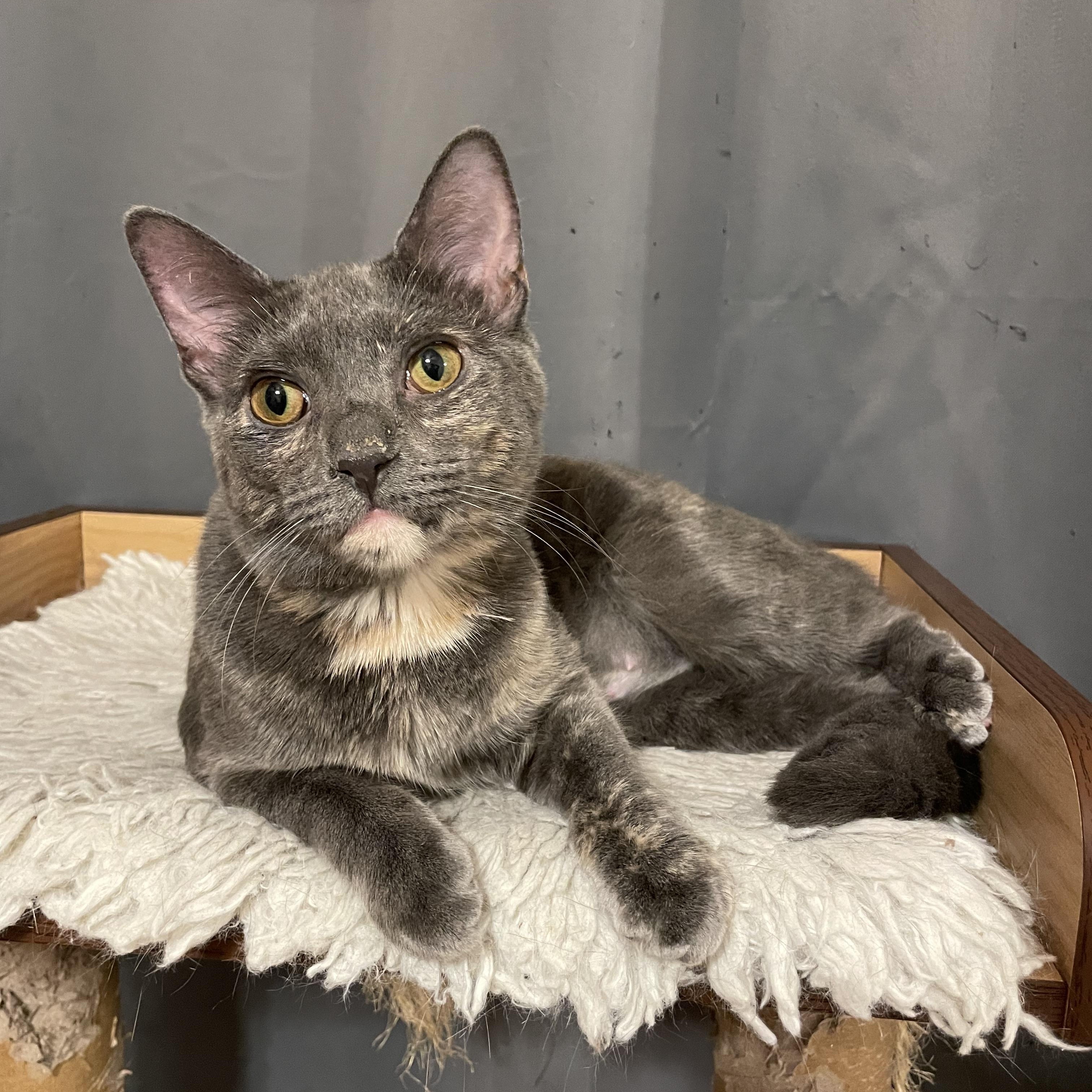 Sylvie, ADOPTABLE, Young Female Dilute Tortoiseshell & Tortoiseshell.