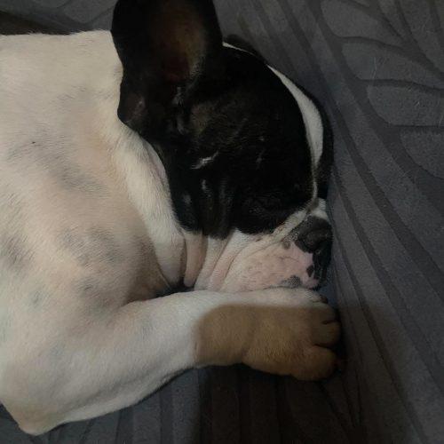Enlarge Lola, a Adoptable American Bulldog in North Richland Hills, TX image 1/3