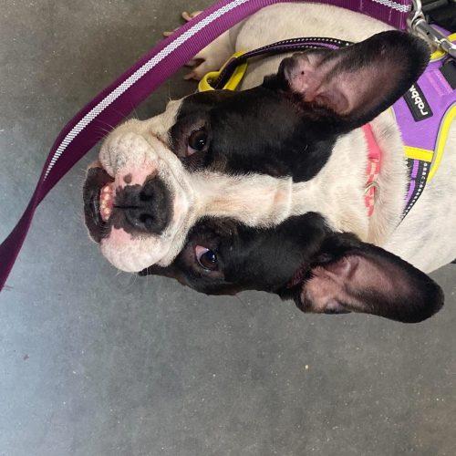 Enlarge Lola, a Adoptable American Bulldog in North Richland Hills, TX image 2/3