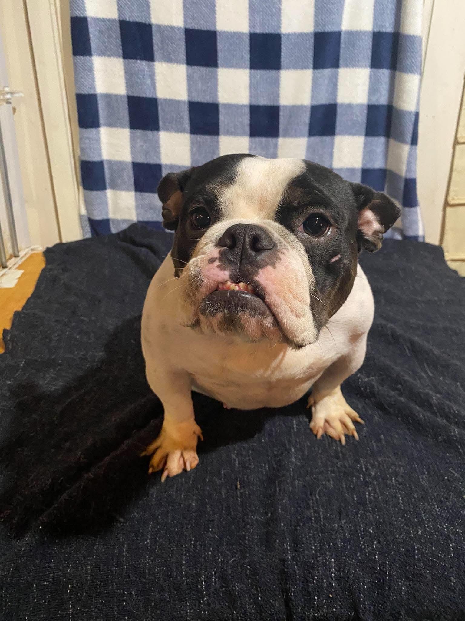 Enlarge Lola, a Adoptable American Bulldog in North Richland Hills, TX image 3/3