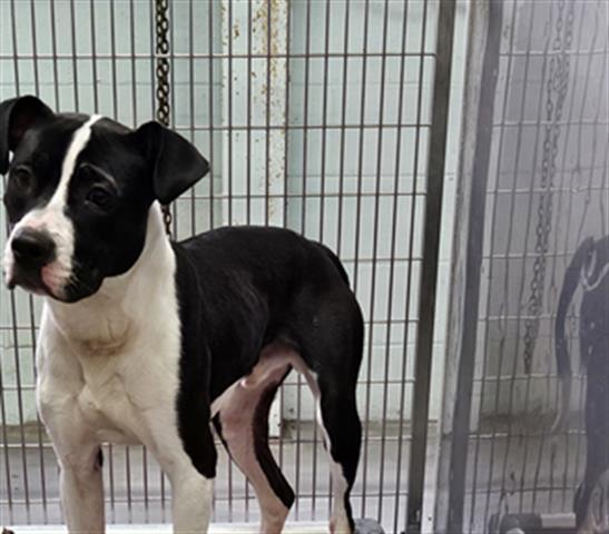 A071089, Adoptable, Adult Male Pit Bull Terrier & Mixed Breed.