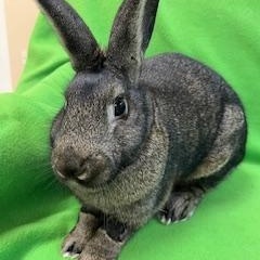 Enlarge Mercy, a Adoptable mixed breed in Haltom City, TX image 5/5