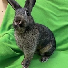 Enlarge Mercy, a Adoptable mixed breed in Haltom City, TX image 4/5