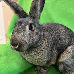 Enlarge Mercy, a Adoptable mixed breed in Haltom City, TX image 1/5