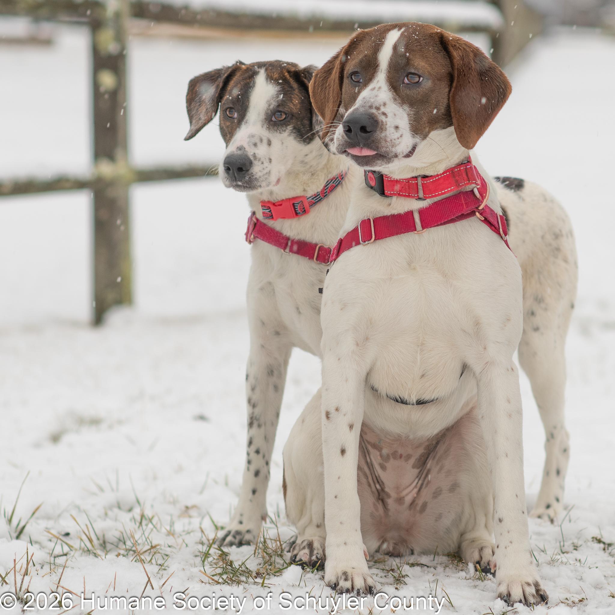 Enlarge Jackie and Diane, a ADOPTABLE Hound in Montour Falls, NY image 1/1