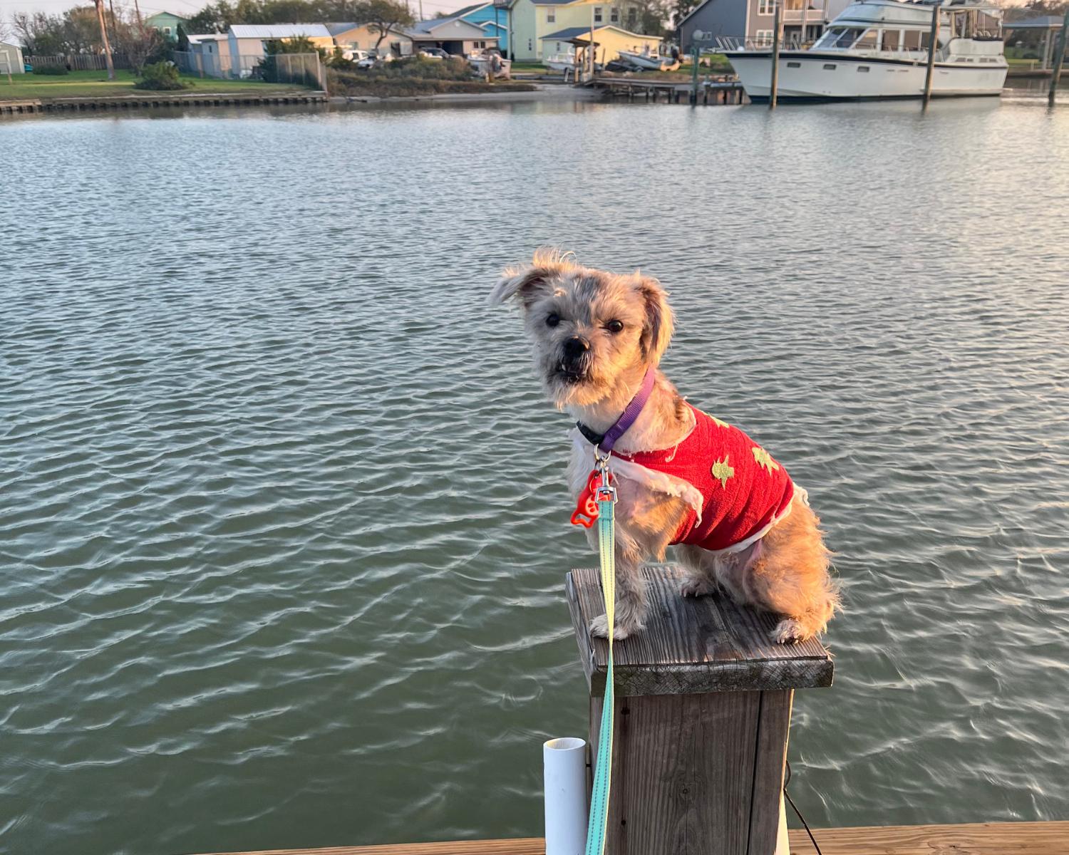 Feast, a Adoptable mixed breed in San Antonio, TX image 3/6