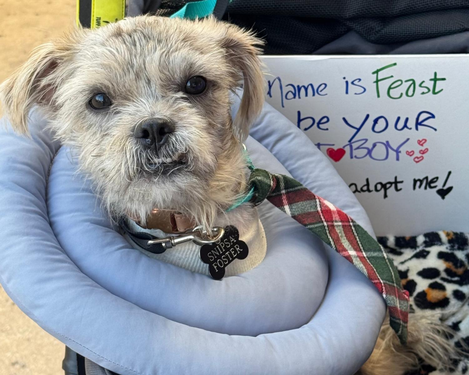 Feast, a Adoptable mixed breed in San Antonio, TX image 4/6
