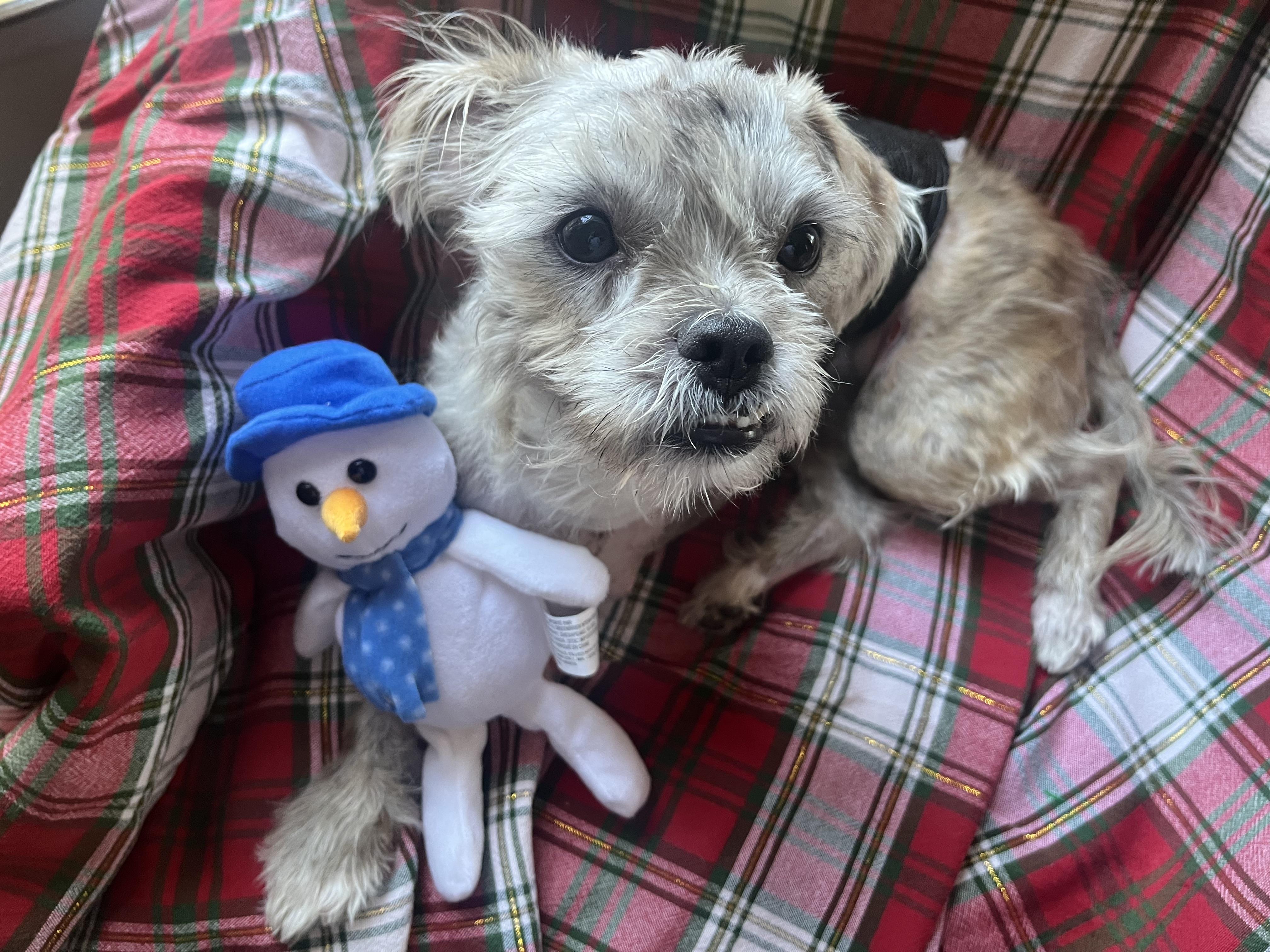 Feast, Adoptable, Adult Male Shih poo.
