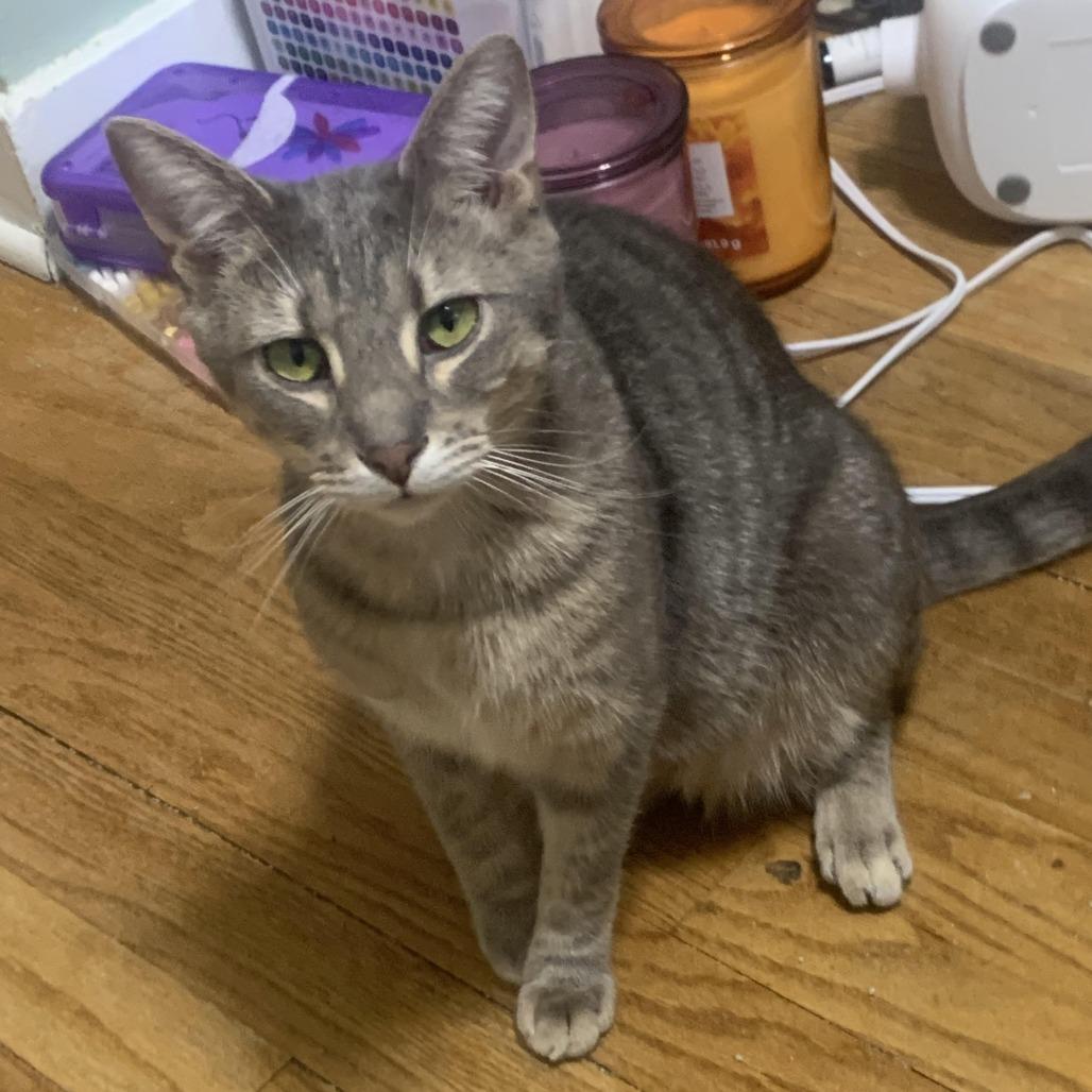 Grammy (bonded with Emmy), a Adoptable Domestic Short Hair in Madison, WI image 1/4