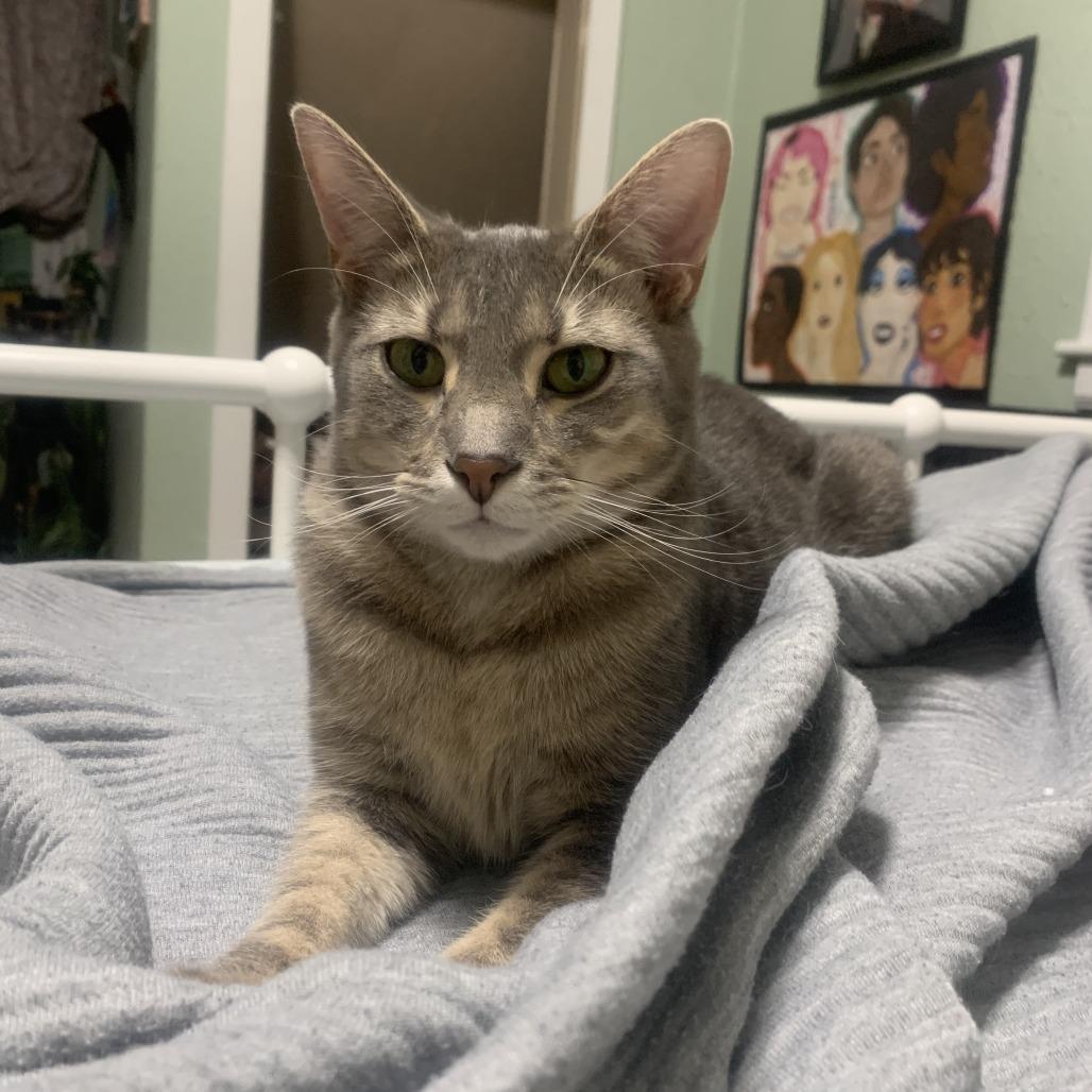 Enlarge Grammy (bonded with Emmy), a Adoptable Domestic Short Hair in Madison, WI image 2/6