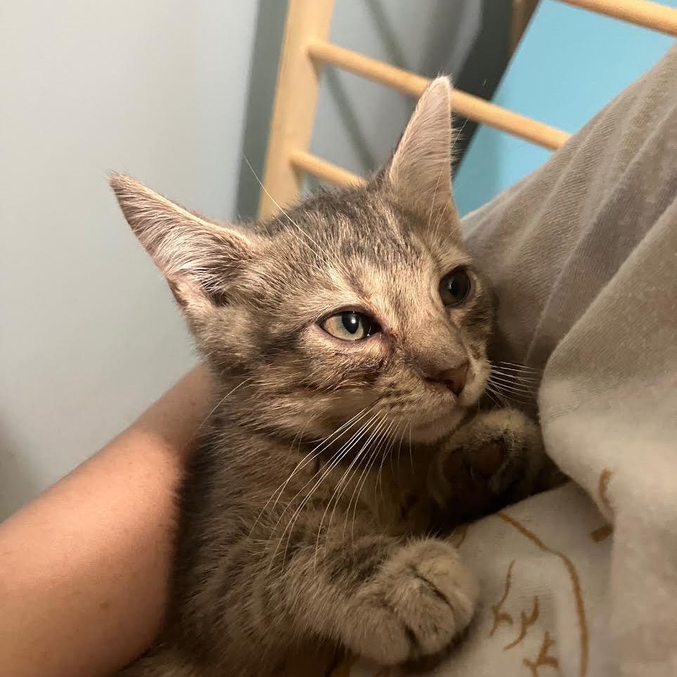 Grammy, Adoptable, Young Female Domestic Short Hair.