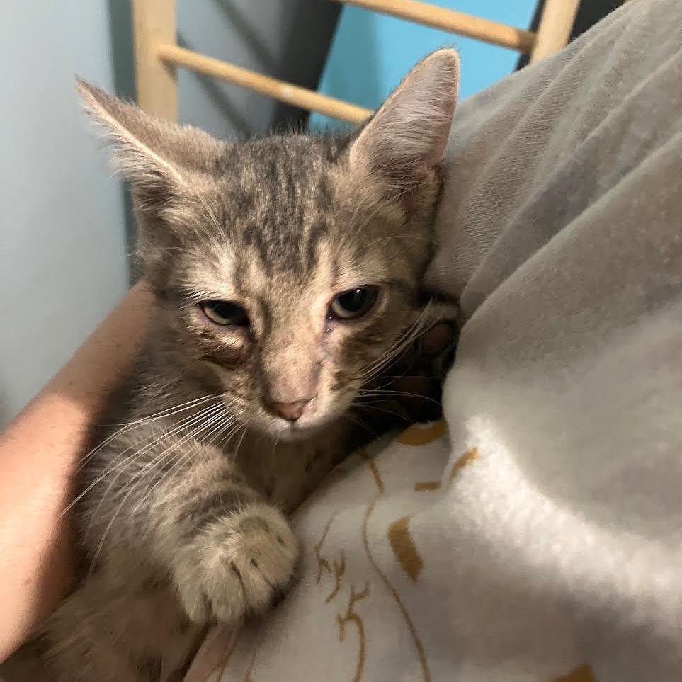 Grammy, a Adoptable Domestic Short Hair in Madison, WI image 2/2