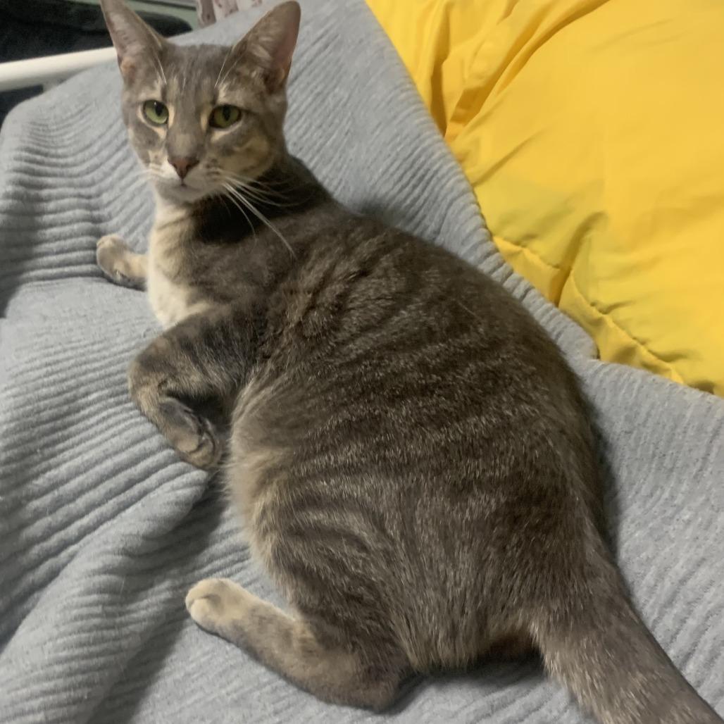 Enlarge Grammy (bonded with Emmy), a Adoptable Domestic Short Hair in Madison, WI image 3/6