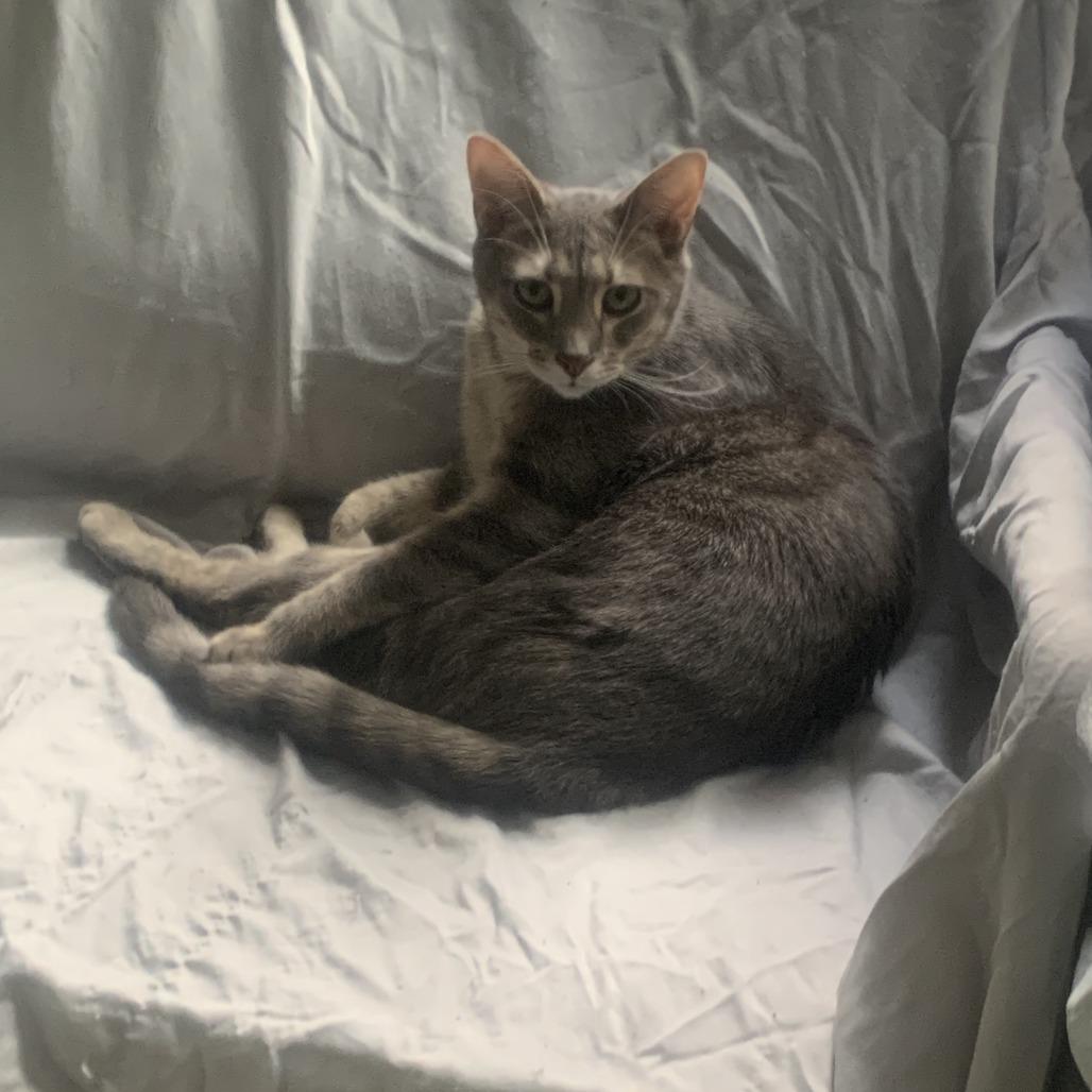Grammy (bonded with Emmy), a Adoptable Domestic Short Hair in Madison, WI image 2/4